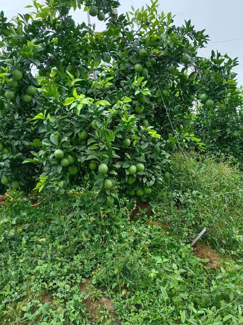 脐橙行情如何?市场价涨跌怎样?