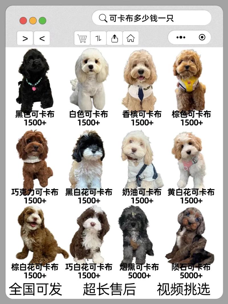 今年狗狗行情为何爆发?