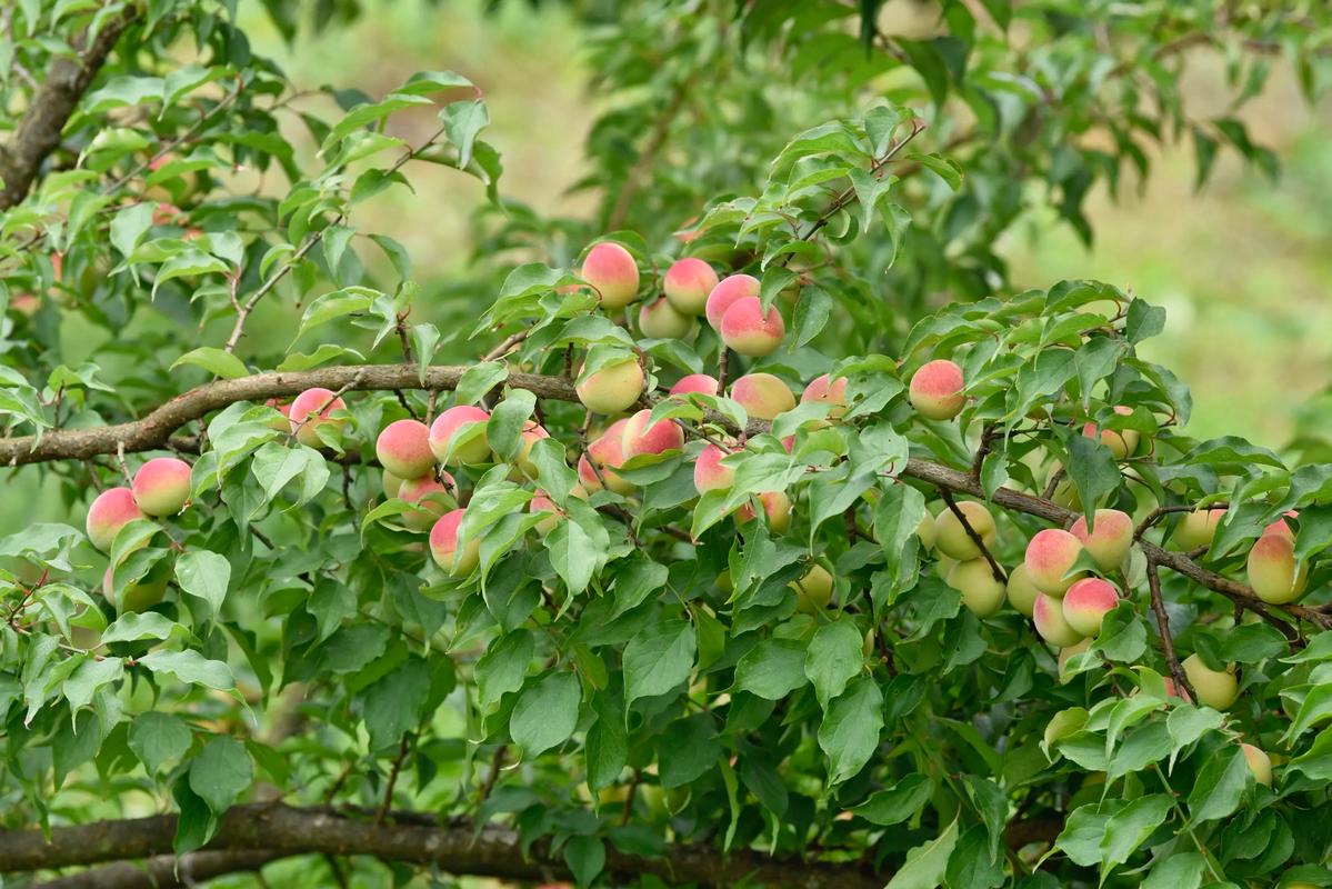 南岭梅今年行情如何?