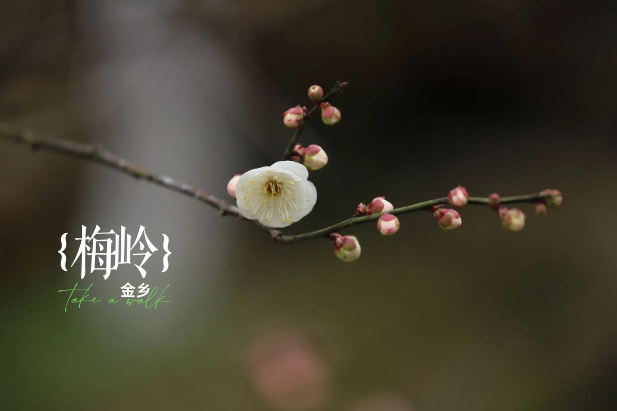 南岭梅今年行情如何?