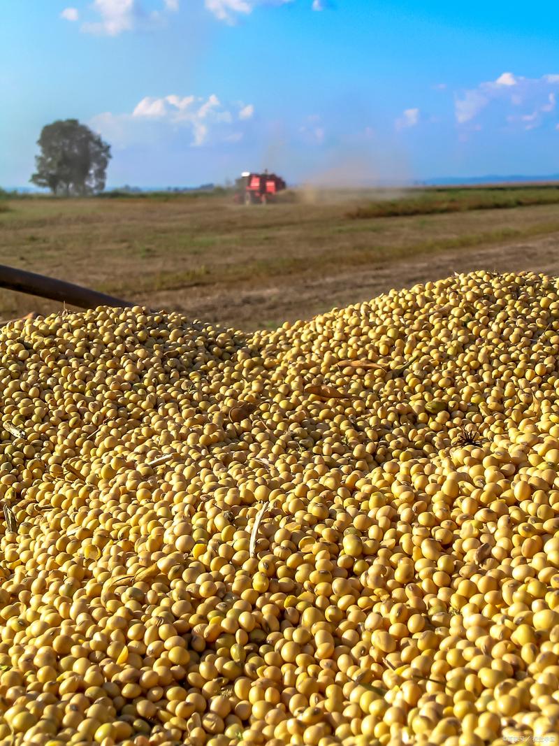 美大豆期货实时行情最新走势如何?今日价格波动受哪些因素影响?