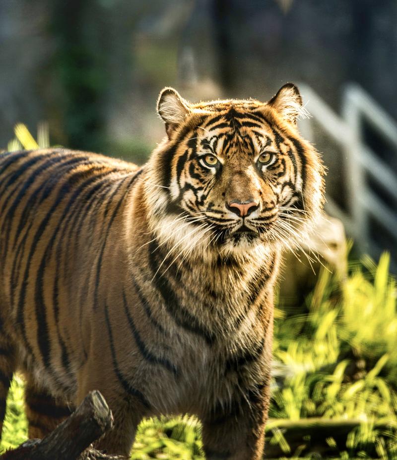 老虎行情究竟是短暂狂欢还是持续上涨的信号?投资者该如何把握这波猛兽行情的节奏?