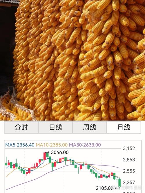 新疆17年玉米行情波动背后,有哪些关键因素在主导价格变化?