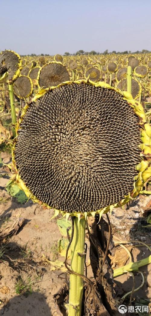 363葵花后续行情会怎么走?价格波动受哪些因素影响?能否迎来新一轮上涨?