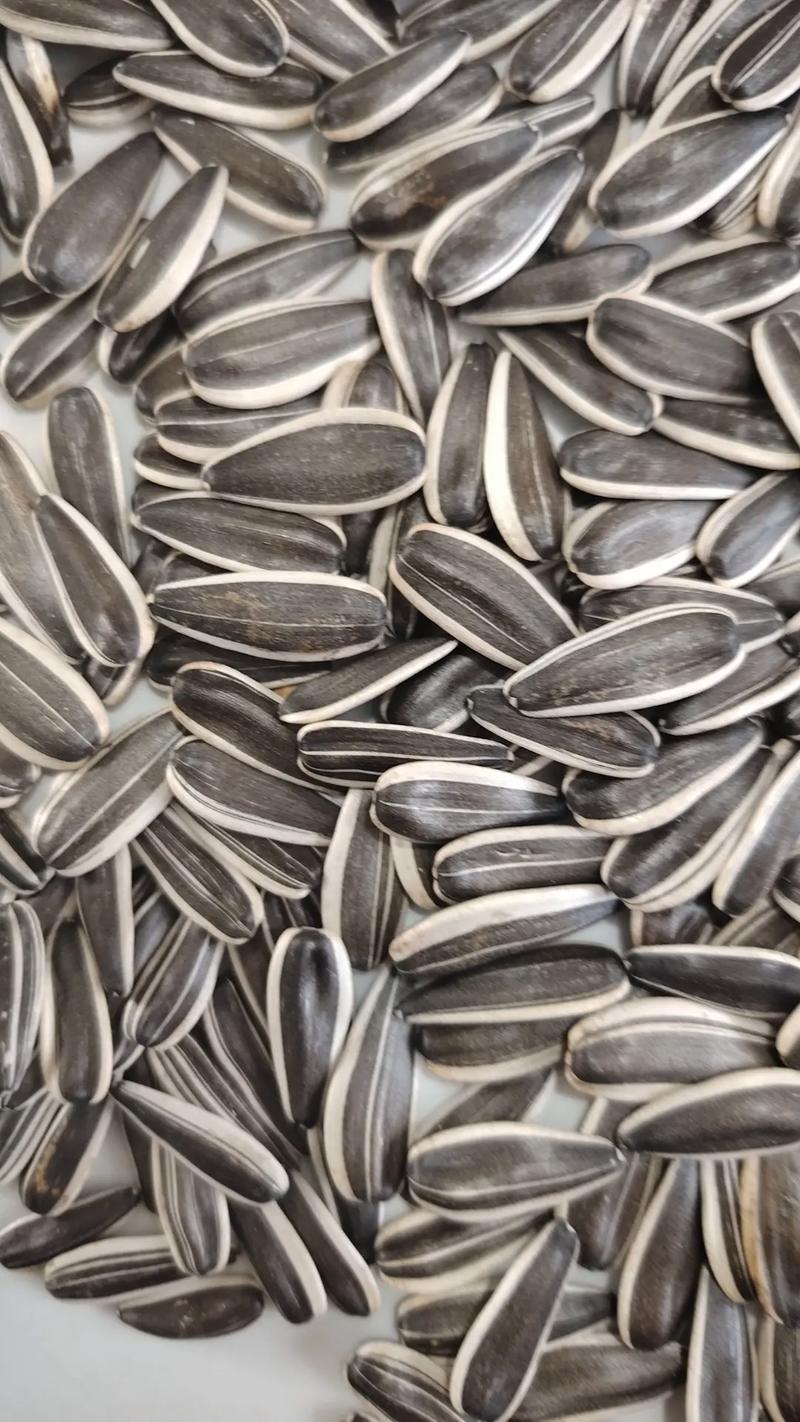 363葵花后续行情会怎么走?价格波动受哪些因素影响?能否迎来新一轮上涨?